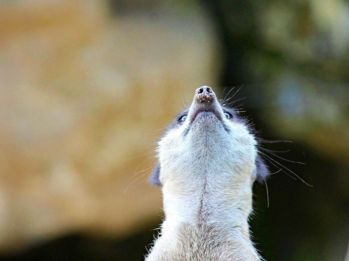 Meerket looking upwards